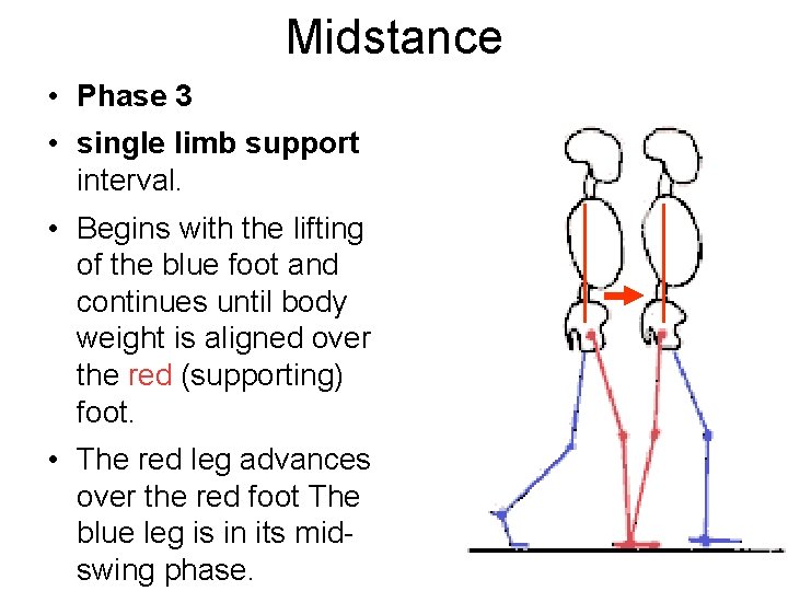 Midstance • Phase 3 • single limb support interval. • Begins with the lifting