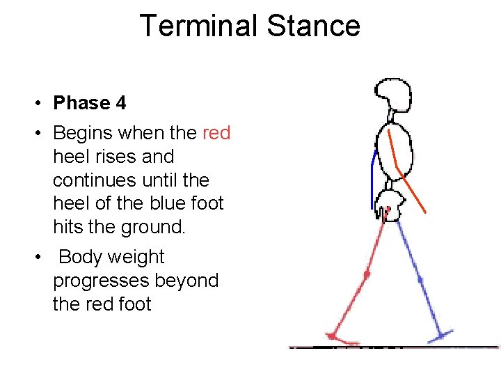 Terminal Stance • Phase 4 • Begins when the red heel rises and continues