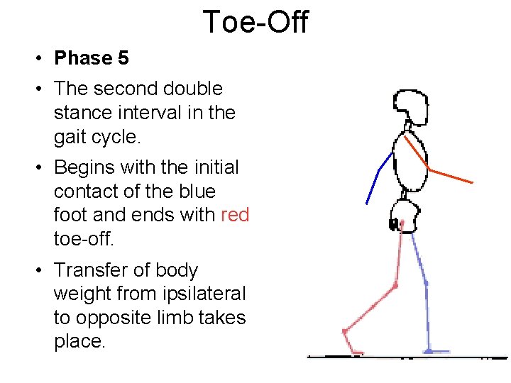 Toe-Off • Phase 5 • The second double stance interval in the gait cycle.
