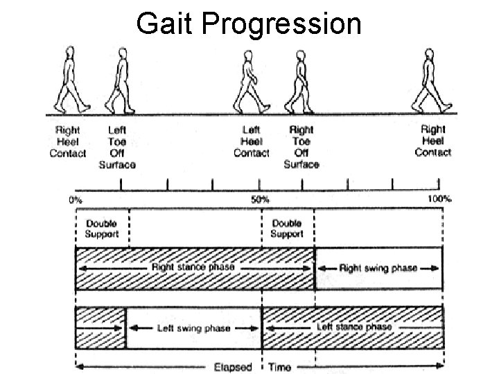 Gait Progression 