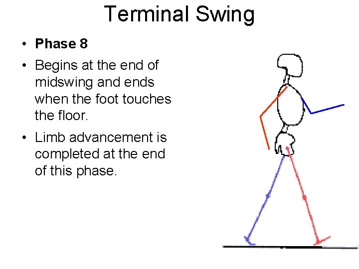 Terminal Swing • Phase 8 • Begins at the end of midswing and ends