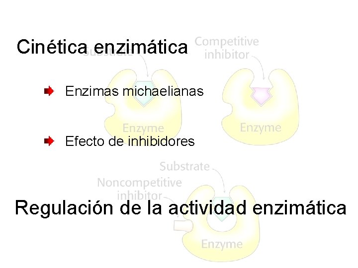 Cinética enzimática Enzimas michaelianas Efecto de inhibidores Regulación de la actividad enzimática 