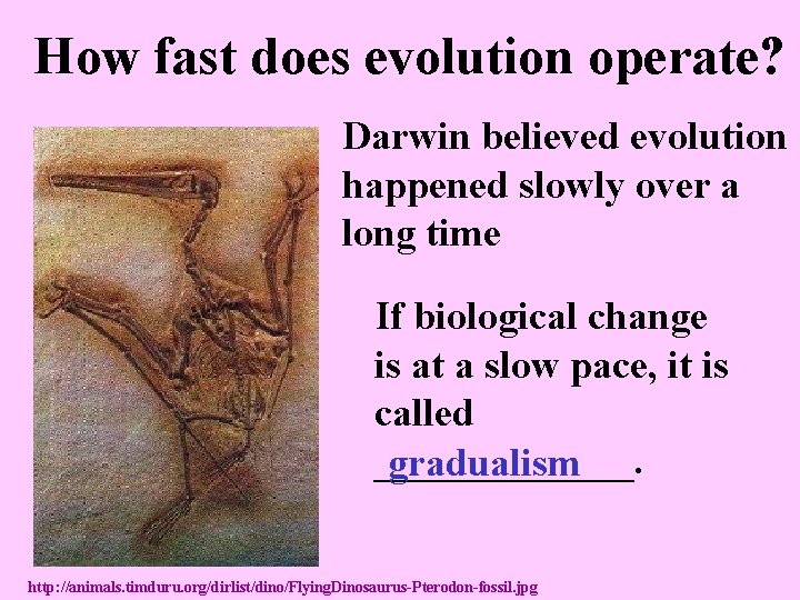 How fast does evolution operate? Darwin believed evolution happened slowly over a long time