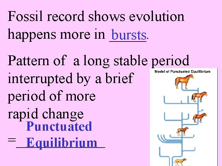 Fossil record shows evolution happens more in _____. bursts Pattern of a long stable