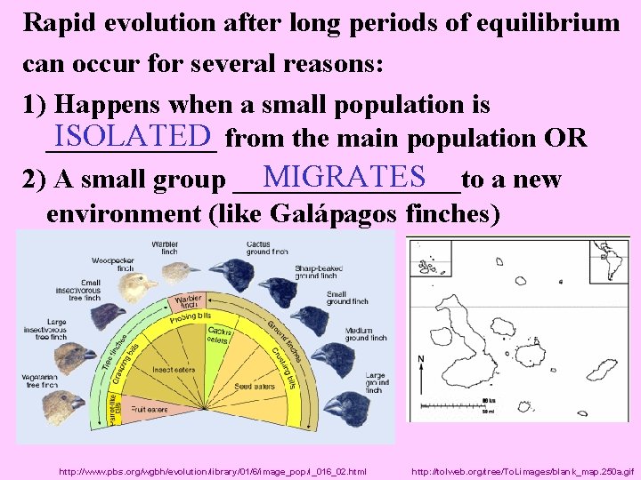 Rapid evolution after long periods of equilibrium can occur for several reasons: 1) Happens