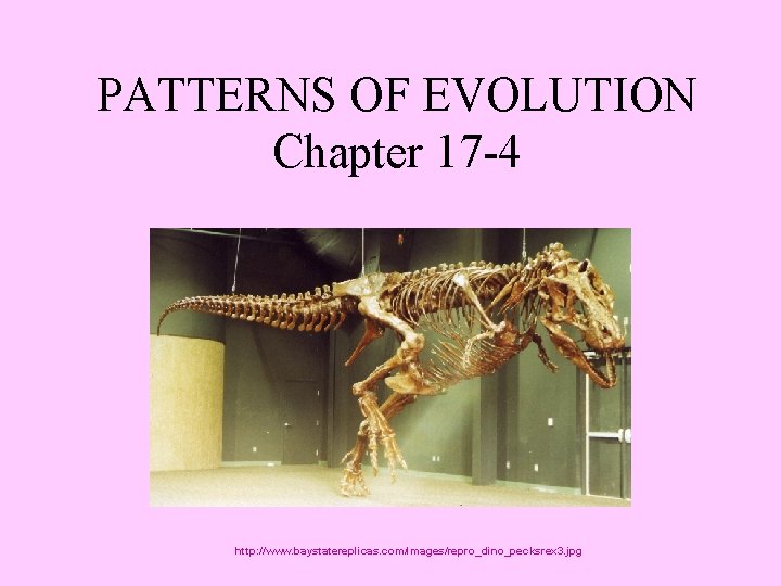 PATTERNS OF EVOLUTION Chapter 17 -4 http: //www. baystatereplicas. com/images/repro_dino_pecksrex 3. jpg 