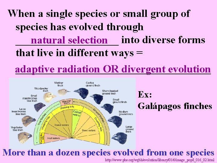 When a single species or small group of species has evolved through __________ natural