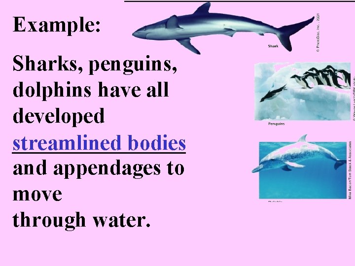 Example: Sharks, penguins, dolphins have all developed ________ streamlined bodies and appendages to move
