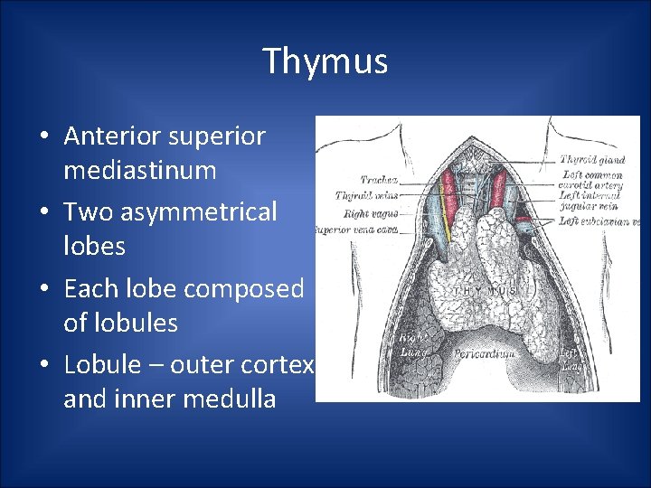 Thymus • Anterior superior mediastinum • Two asymmetrical lobes • Each lobe composed of Thymus • Anterior superior mediastinum • Two asymmetrical lobes • Each lobe composed of