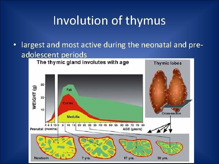 Involution of thymus • largest and most active during the neonatal and preadolescent periods Involution of thymus • largest and most active during the neonatal and preadolescent periods