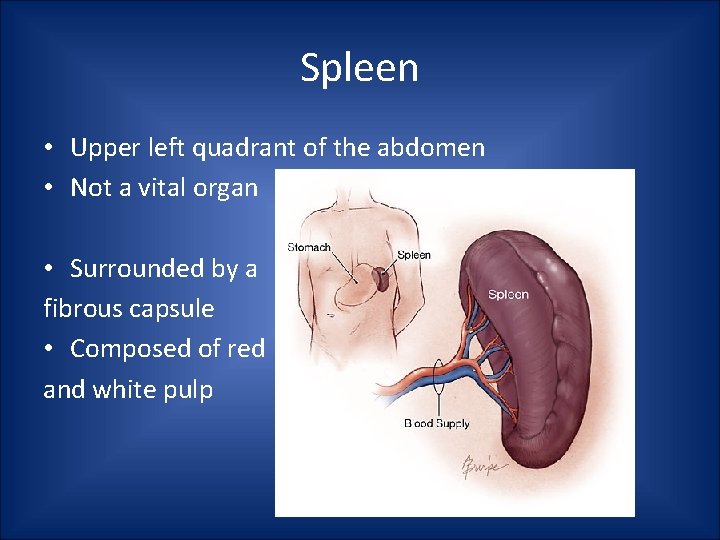 Spleen • Upper left quadrant of the abdomen • Not a vital organ • Spleen • Upper left quadrant of the abdomen • Not a vital organ •
