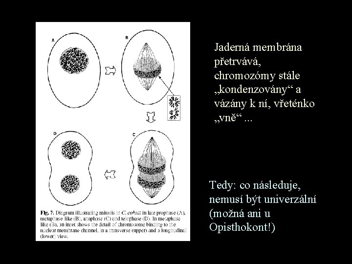 Jaderná membrána přetrvává, chromozómy stále „kondenzovány“ a vázány k ní, vřeténko „vně“. . .