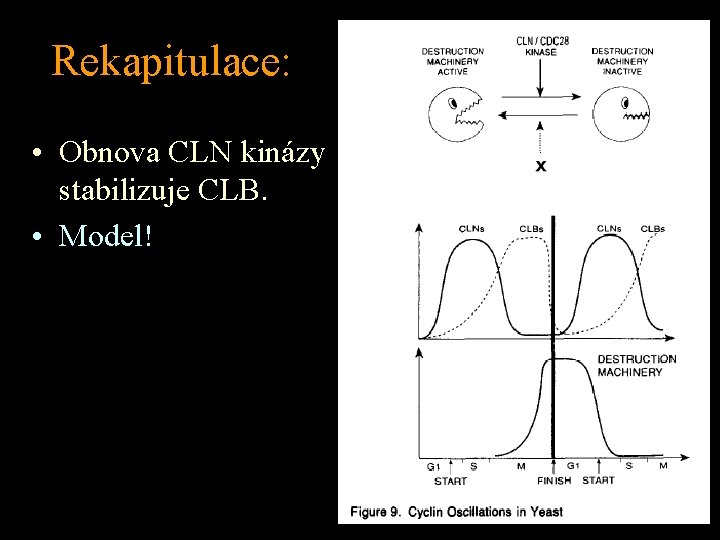 Rekapitulace: • Obnova CLN kinázy stabilizuje CLB. • Model! 
