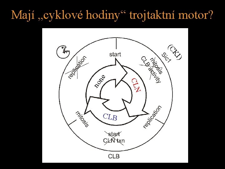 Mají „cyklové hodiny“ trojtaktní motor? (C KI no ne ) CLN CLB 