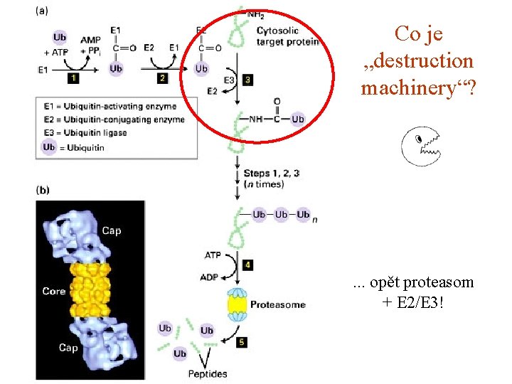 Co je „destruction machinery“? . . . opět proteasom + E 2/E 3! 