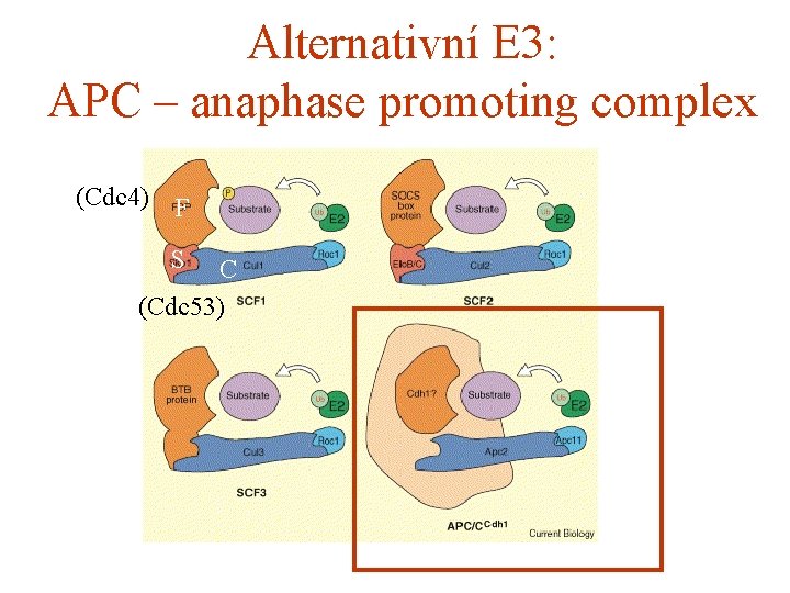 Alternativní E 3: APC – anaphase promoting complex (Cdc 4) F S C (Cdc
