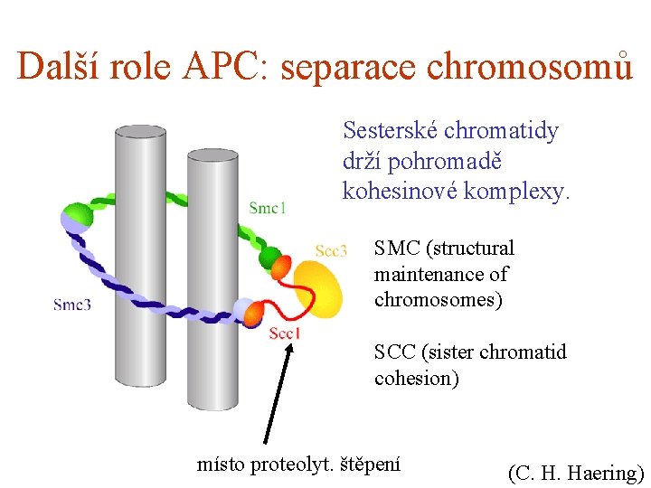 Další role APC: separace chromosomů Sesterské chromatidy drží pohromadě kohesinové komplexy. SMC (structural maintenance