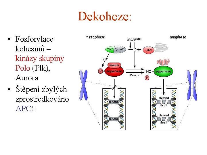 Dekoheze: • Fosforylace kohesinů – kinázy skupiny Polo (Plk), Aurora • Štěpení zbylých zprostředkováno
