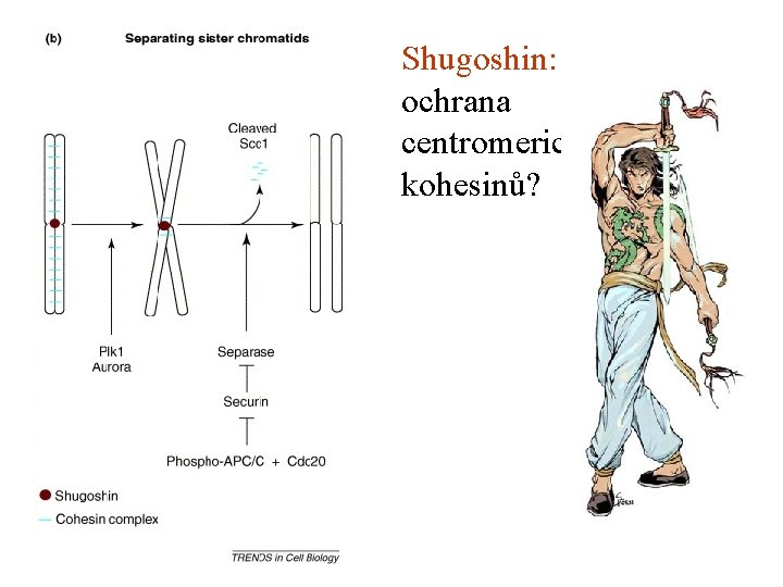 Shugoshin: ochrana centromeric. kohesinů? 