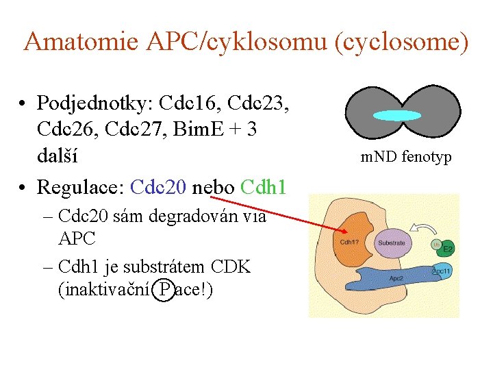 Amatomie APC/cyklosomu (cyclosome) • Podjednotky: Cdc 16, Cdc 23, Cdc 26, Cdc 27, Bim.