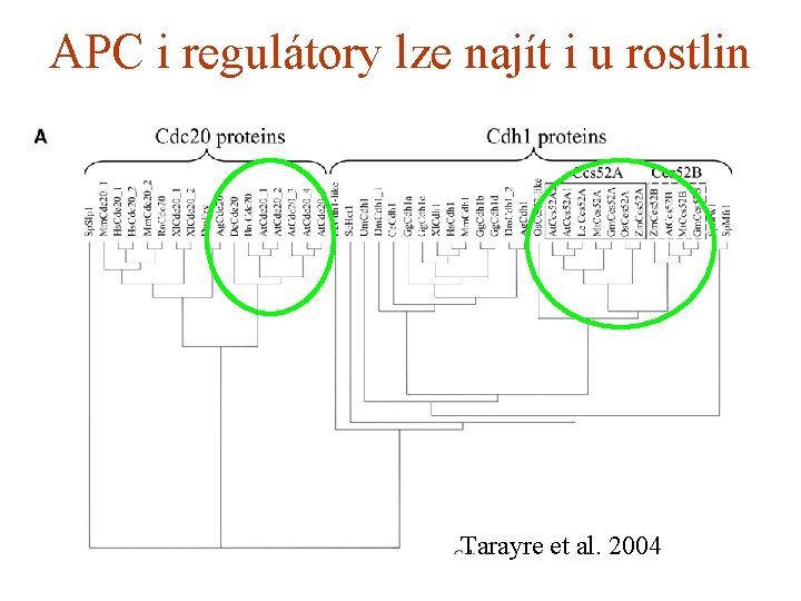 APC i regulátory lze najít i u rostlin Tarayre et al. 2004 