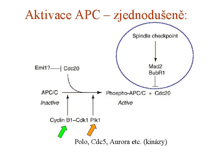 Aktivace APC – zjednodušeně: Polo, Cdc 5, Aurora etc. (kinázy) 