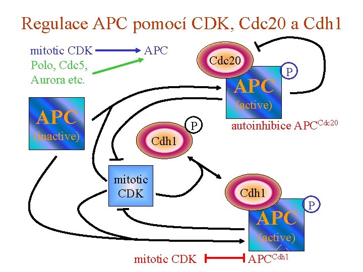 Regulace APC pomocí CDK, Cdc 20 a Cdh 1 mitotic CDK Polo, Cdc 5,