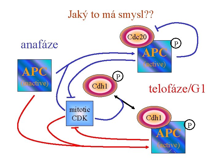 Jaký to má smysl? ? Cdc 20 anafáze APC P (active) APC P (inactive)