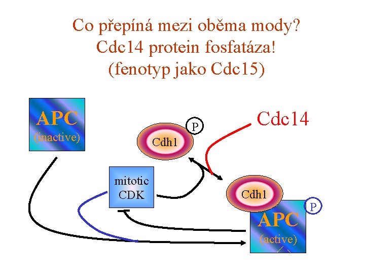 Co přepíná mezi oběma mody? Cdc 14 protein fosfatáza! (fenotyp jako Cdc 15) APC