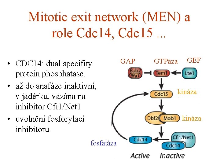 Mitotic exit network (MEN) a role Cdc 14, Cdc 15. . . • CDC