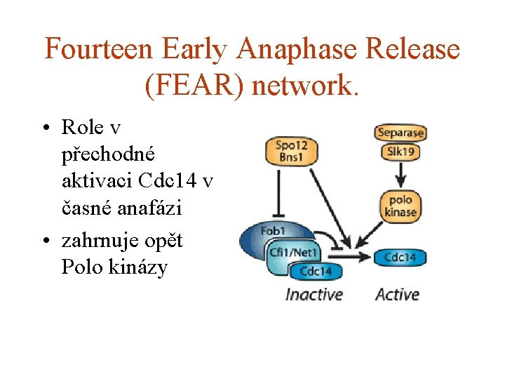Fourteen Early Anaphase Release (FEAR) network. • Role v přechodné aktivaci Cdc 14 v