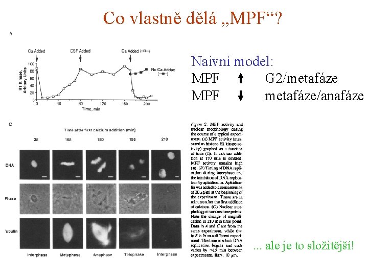 Co vlastně dělá „MPF“? Naivní model: MPF G 2/metafáze MPF metafáze/anafáze . . .