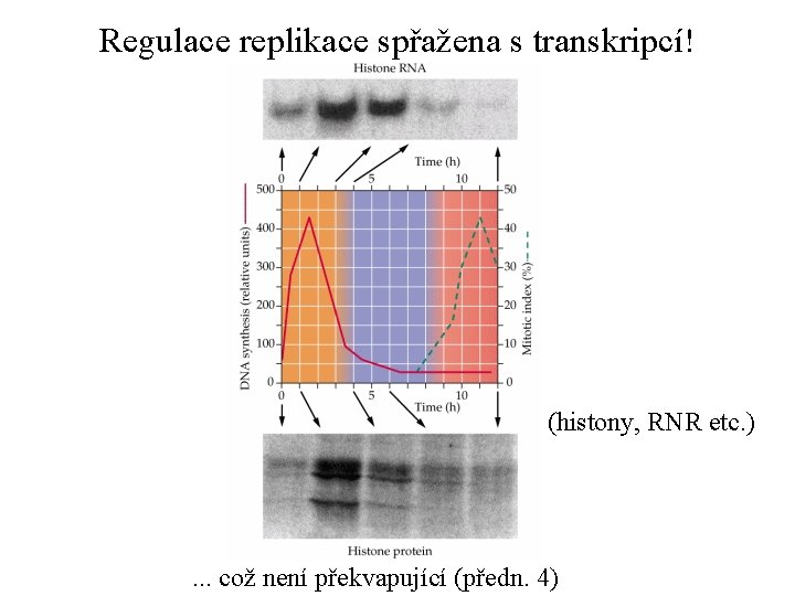 Regulace replikace spřažena s transkripcí! (histony, RNR etc. ) . . . což není