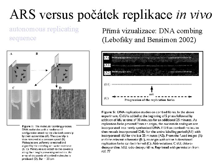 ARS versus počátek replikace in vivo autonomous replicating sequence Přímá vizualizace: DNA combing (Lebofsky