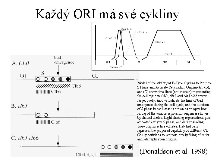 Každý ORI má své cykliny Model of the Ability of B-Type Cyclins to Promote