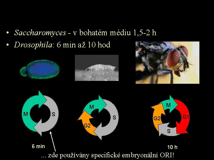 Trvání eukaryotního BC - příklady • Saccharomyces - v bohatém médiu 1, 5 -2