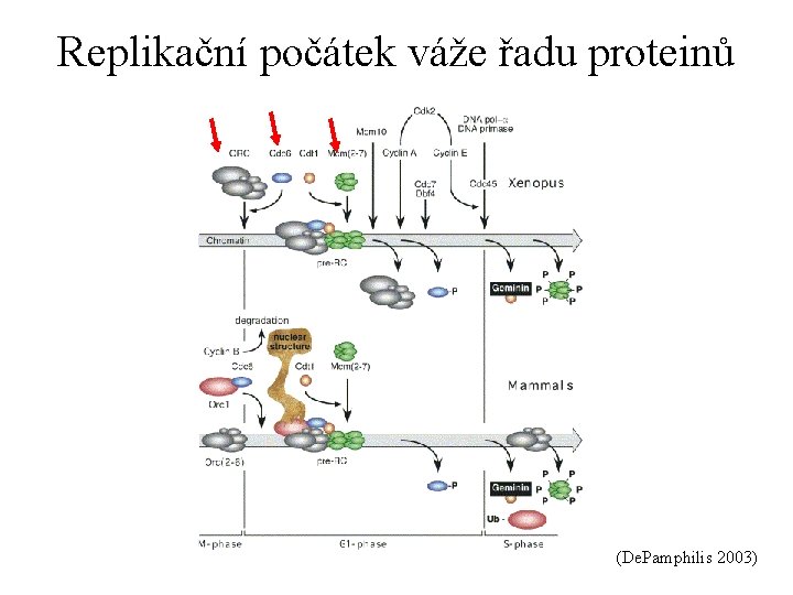 Replikační počátek váže řadu proteinů (De. Pamphilis 2003) 