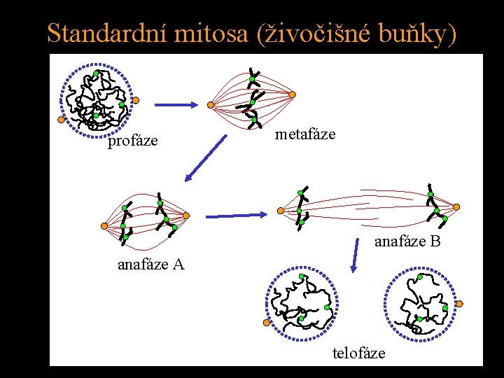 Standardní mitosa (živočišné buňky) profáze metafáze anafáze B anafáze A telofáze 