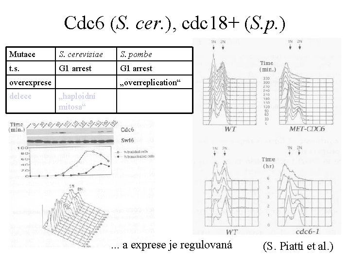 Cdc 6 (S. cer. ), cdc 18+ (S. p. ) Mutace S. cerevisiae S.