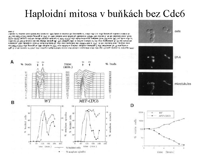 Haploidní mitosa v buňkách bez Cdc 6 