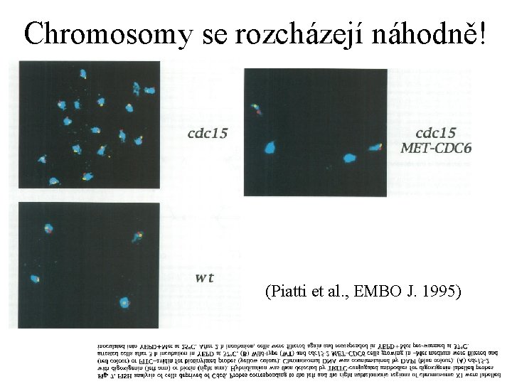 Chromosomy se rozcházejí náhodně! (Piatti et al. , EMBO J. 1995) 