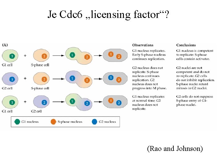 Je Cdc 6 „licensing factor“? (Rao and Johnson) 