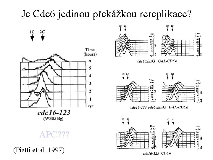 Je Cdc 6 jedinou překážkou rereplikace? APC? ? ? (Piatti et al. 1997) 