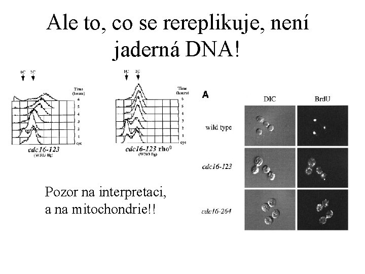 Ale to, co se rereplikuje, není jaderná DNA! Pozor na interpretaci, a na mitochondrie!!