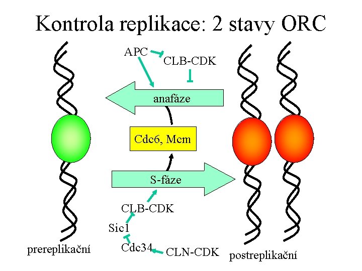Kontrola replikace: 2 stavy ORC APC CLB-CDK anafáze Cdc 6, Mcm S-fáze CLB-CDK Sic