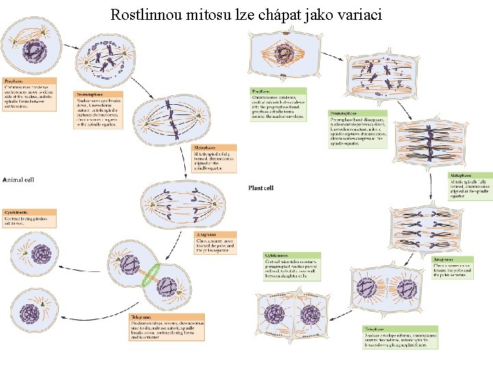 Rostlinnou mitosu lze chápat jako variaci 