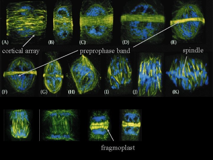 cortical array preprophase band fragmoplast spindle 
