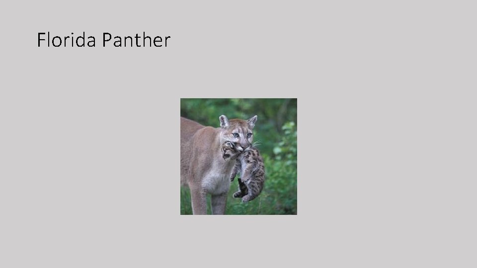 Florida Panther 