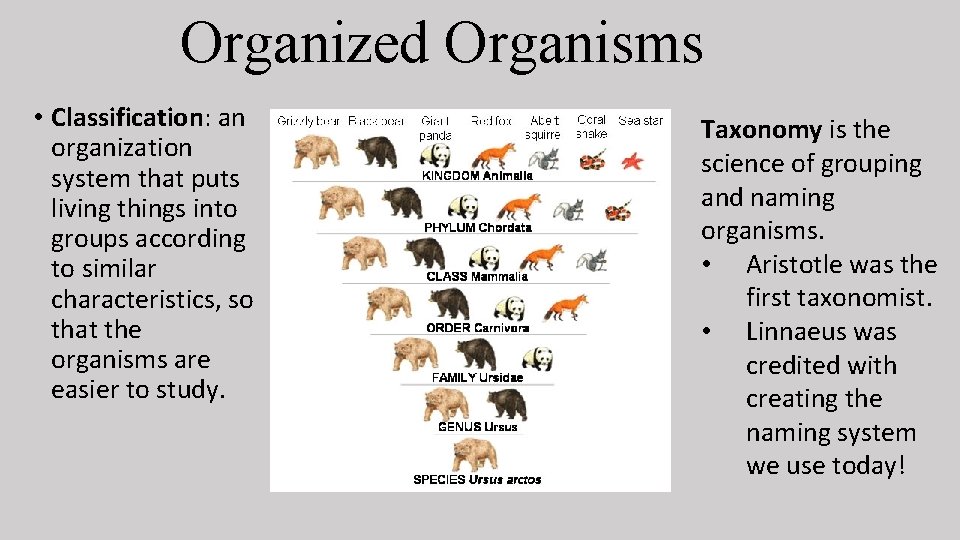 Organized Organisms • Classification: an organization system that puts living things into groups according