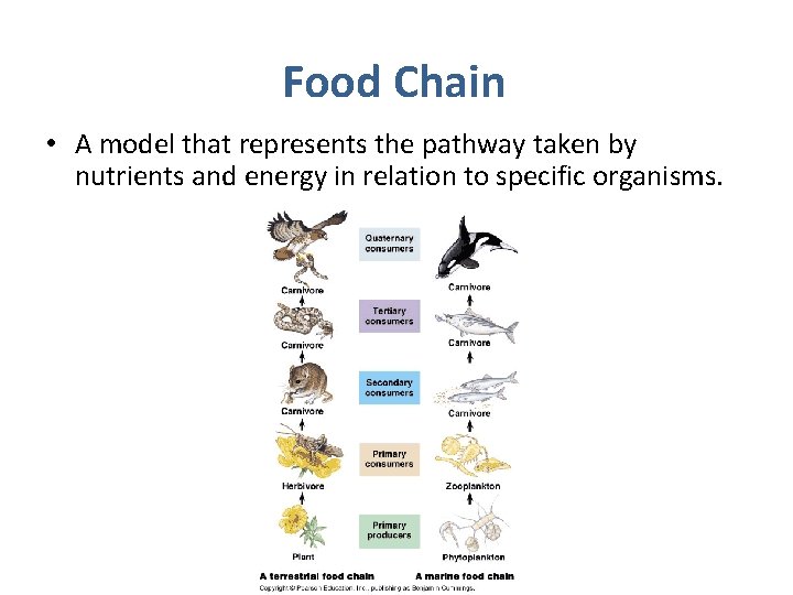 Food Chain • A model that represents the pathway taken by nutrients and energy